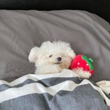 全麦吐司日日鲜