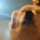 放浪不羁
