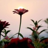 锦晨
