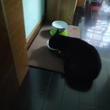 小林子73