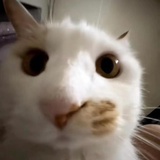 钵钵鸡