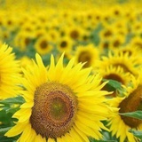 太阳花