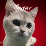 我是一只猫