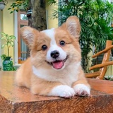 依伊