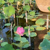 伍年陆月