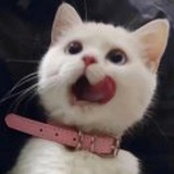 会跑的棉花糖(๑ت