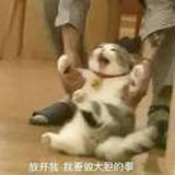 意小七🐾