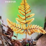 峰芹会的
