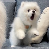 哈哈