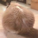 花猫Claire🎋