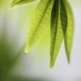 糖果罐子