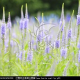 做梦的季节