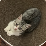 葡萄啵啵奶茶