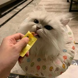 小豆子不吃鱼