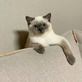 一只猫咪