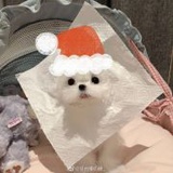 白日梦我