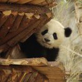 每天我都萌萌哒
