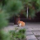 梁舒言