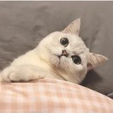 yy