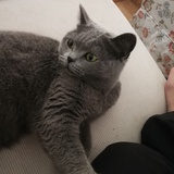 牛牛