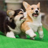阿熊