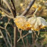 littlestar