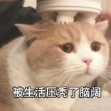 小马在努力了