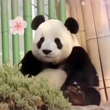 飞云呐