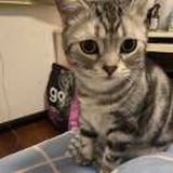 江帆