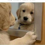 gogobebe