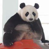 红烧pandahi