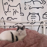 齐知白