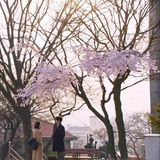 一树花开