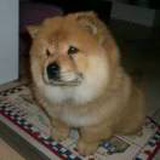 莎啦