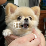 呆呆毛
