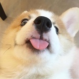 姜猪鹏