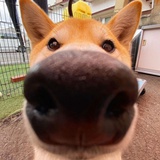 tt托托