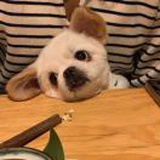 发热小坦克