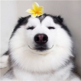 霸道哈尼