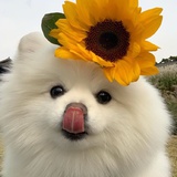 热心的吃瓜群众