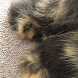 兔兔猫猫一家亲