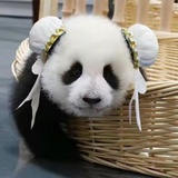 甜包迈