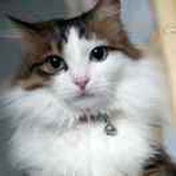 avecFifi
