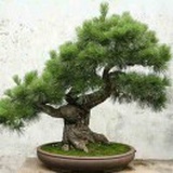 宁静致远