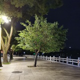 雅笃