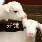 小🐯