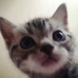 小猫加油