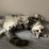 你是什么可爱鬼