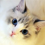 猫猫大侠