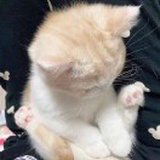 小绒